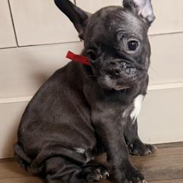 Pickles - Brindle female French Bulldog puppy in Salem, Illinois from Itsabulldogthing