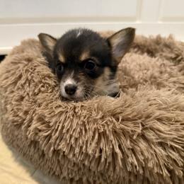 Pixie - Black and tan female American Corgi puppy in Decatur, Texas from Bar S Corgis