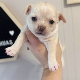 Lily Belle (Lola) - Cream and white female Chihuahua puppy in Harrison, Michigan from Cloud9 Chihuahuas