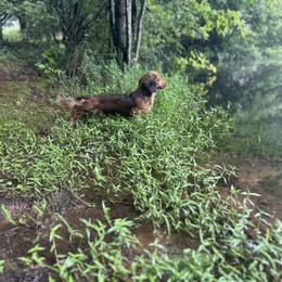 Niko - Dachshund