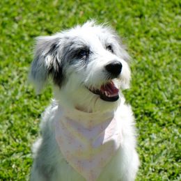 Blue Ivy - Aussiedoodle