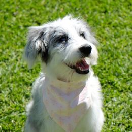 Blue Ivy - Aussiedoodle