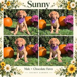 Sunflower - Sunny - Fawn male Great Dane puppy in Norton, Ohio from Guilty Pleasure Great Danes & Frenchies