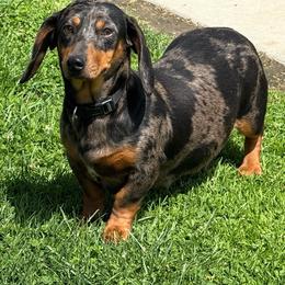 Cookie - Dachshund