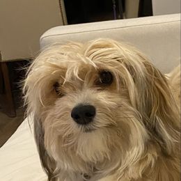 Hazel - Havanese