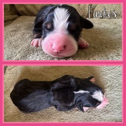 Fawkes - Black rust and white female Bernese Mountain Dog puppy in Merrill, Michigan from Happy Tails Family Farm