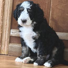 Obsidian - Black and white female Bernedoodle puppy in Roy, Utah from Doodles are Amazing