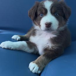 Haceda - Red tri-color male Australian Shepherd puppy in Springfield, Oregon from Shelter Cove Aussies