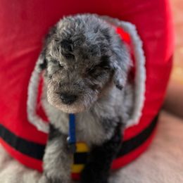 Albus Dunbledre - Merle male Goldendoodle puppy in Houston, Texas from Were The Mack'Doodles