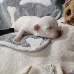 Bax - White male Coton de Tulear puppy in Westfield, North Carolina from Legacy Pets