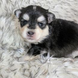 Boy 3 - Black and white male Pomsky puppy in Spring Hill, Florida from www.PuppyTimeEmporium.com