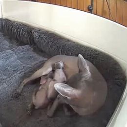 Xoloitzcuintli Puppies from Vineyardview Xoloitzcuintle