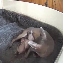 Xoloitzcuintli Puppies from Vineyardview Xoloitzcuintle