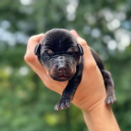 Black girl - orange color - Black and rust female Doberman Pinscher puppy in Old Bridge, New Jersey from Wizard Ost Revolution kennel