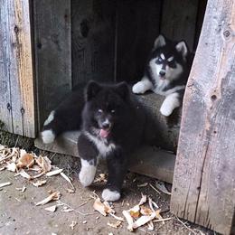Disciple - Black male Siberian Husky puppy in West Liberty, Ohio from Skyfallsiberians