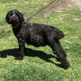 Raven - Aussiedoodle