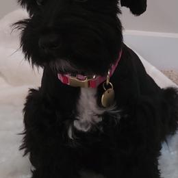 Miniature Schnauzers from VonHall Miniature Schnauzer