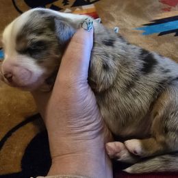 Ying - Blue merle female Miniature Australian Shepherd puppy in Arlington, Texas from CopperHead Aussies