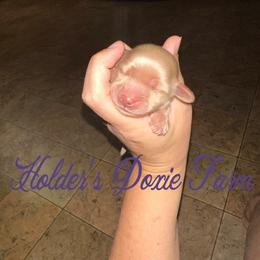Girl 2 - Dachshund puppy from Holder’s Doxie Farm