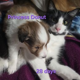 BEAUTIFUL FLASHY Little Princess Donut Special Holiday Price Through Nov 30th - Sable and white female Shetland Sheepdog puppy in Houston, Texas from LaLa's Lilliputian Lassies