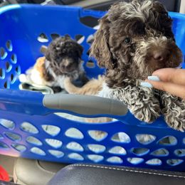 Lagotto Romagnolo Puppies from Lagotti di Mesilla