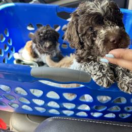 Lagotto Romagnolo Puppies from Lagotti di Mesilla