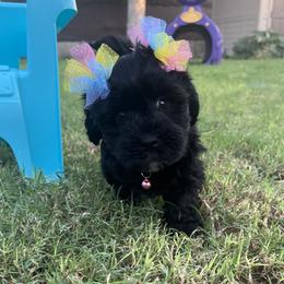 Mystic BLACK Female Available - Black and white female Havanese puppy in Monahans, Texas from Homeward Havanese, LLC