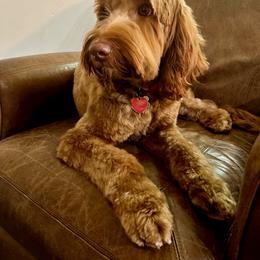 Elsa - Australian Labradoodle