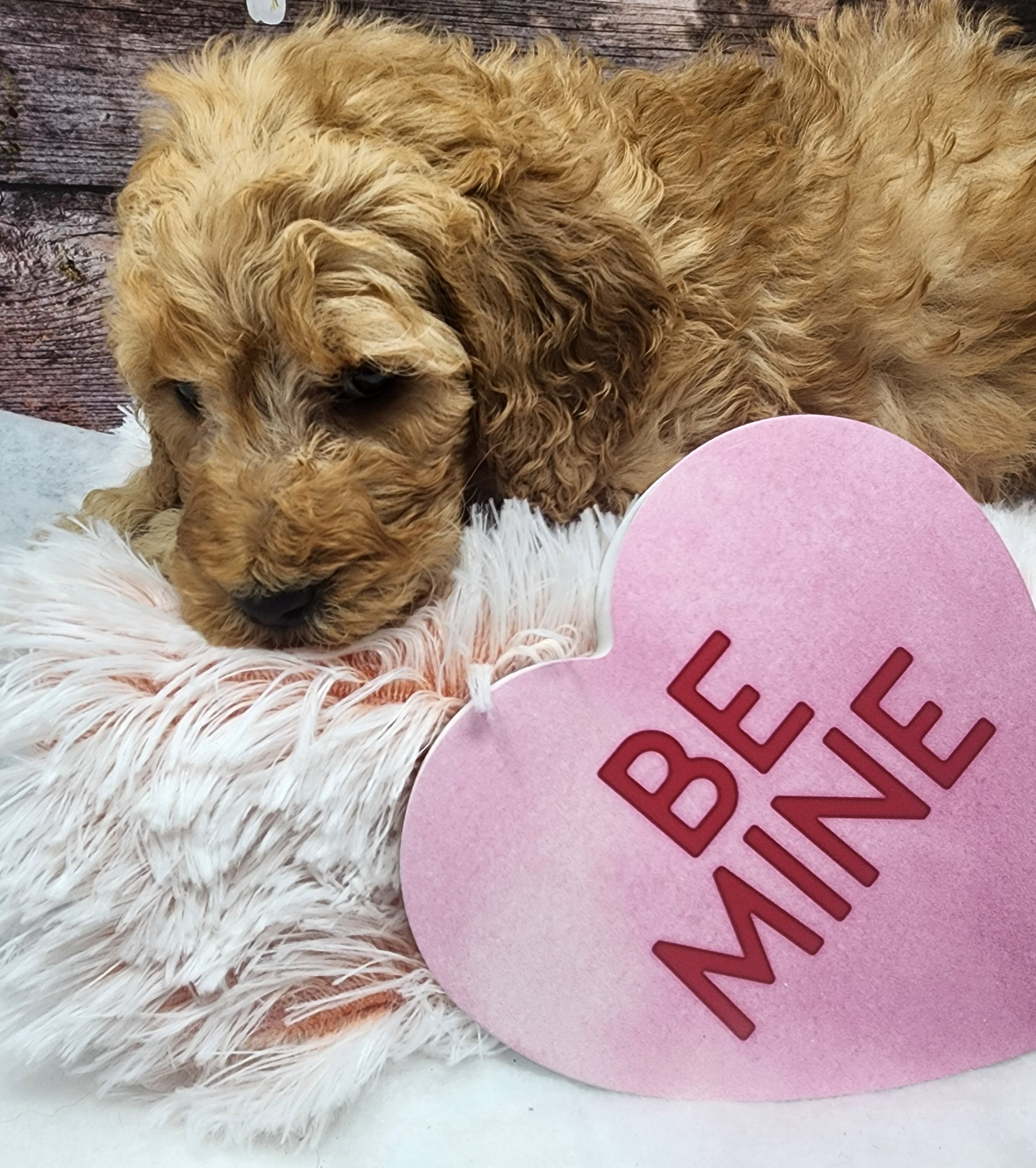 Red Collar Boy - Apricot Poodle puppy in Selinsgrove, Pennsylvania from Poodle Paws and Puppies