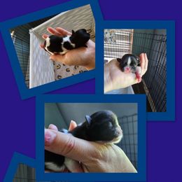 Thurston - Black and white male Shih Tzu puppy in Kempner, Texas from Shih Tzu Reign