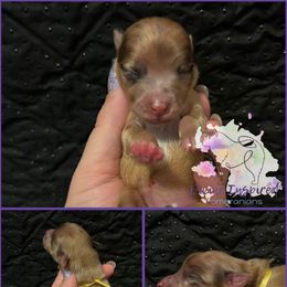 Yellow - Chocolate merle female Pomeranian puppy in Terre Haute, Indiana from Divine Inspired Poms