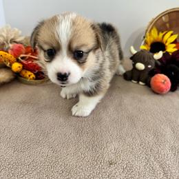 CJ - Red female Pembroke Welsh Corgi puppy in Millsap, Texas from Punchy Pembroke Ranch