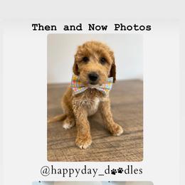 Goldendoodle Puppies from Happy Day Doodles