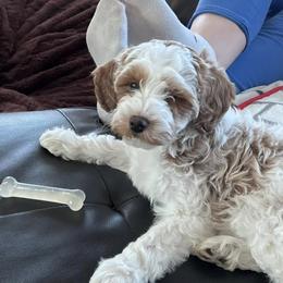 Cavapoos from Smiths Fluffy butts