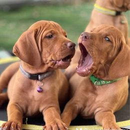 4th pick girl - Golden rust female Vizsla puppy in Boaz, Alabama from MountainTop Vizslas