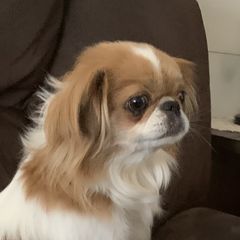 Pumpkin - Japanese Chin