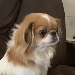 Pumpkin - Japanese Chin