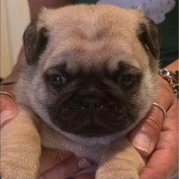 Wuggy-Green Collar - Fawn male Pug puppy in New Braunfels, Texas from Kex Pug Haus