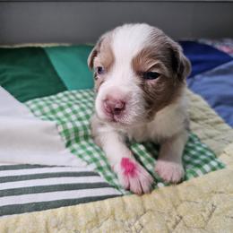 Red - Red merle female Miniature Australian Shepherd puppy in Dunnellon, Florida from Ever After Mini Aussies