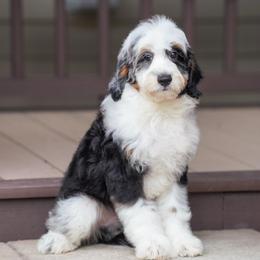 Lion - Tri-color male Bernedoodle puppy in Dundee, Ohio from Down Home Doodle