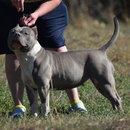 Xerxes - Blue female American Bully puppy in Nebraska from Wulfsbane American Bullies