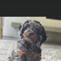 Cockapoo and Goldendoodle Puppies from Bright and Beautiful Cockapoos and Doodles