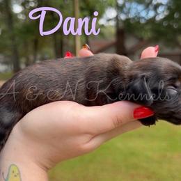 Dani - Brindle female Dachshund puppy in Brandon, Mississippi from A & N Kennel’s Mini Dachshunds