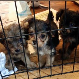 Yorkipoo Puppies from Tuts Pups Cafe