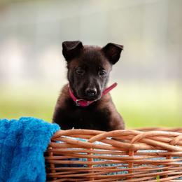 Belgian Malinois Puppies from Blue Shield Malinois