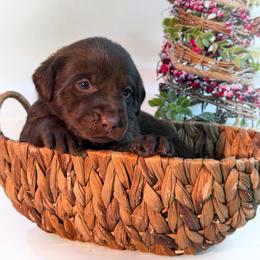 Gnat - Chocolate male Labrador Retriever puppy in Isle, Minnesota from Dog Ear Outfitters