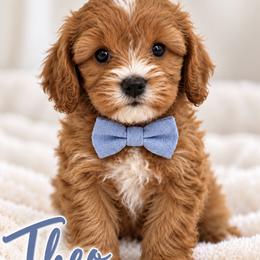 Theo - Red male Cavapoo puppy in Theodore, Alabama from Horton & Co. Cavapoos