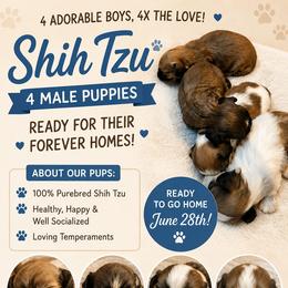 Girl 2 - Tricolor female Shih Tzu puppy in South Holland, Illinois from Bougie Paws LLC
