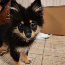 Rhapsody - Black and tan female Pomeranian puppy in Mc Allen, Texas from House of Symphony