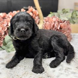 Snickerdoodle- Yellow Collar - Black male Goldendoodle puppy in Bay City, Texas from Charming Doods Goldendoodles
